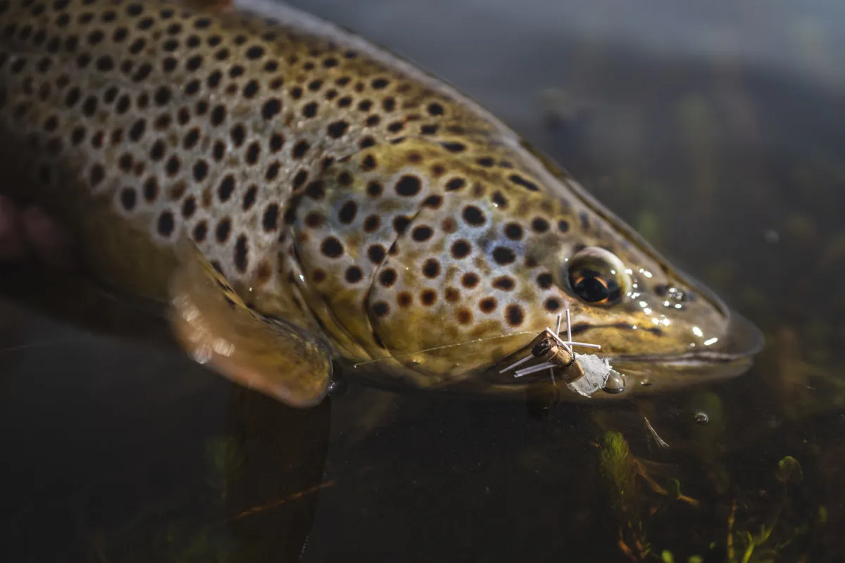 Close-up of a spotted brown trout in the water